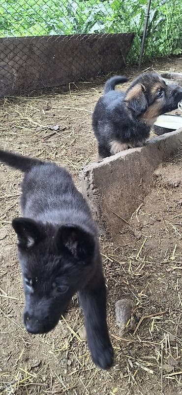 купить собаку овчарку: Щенки немецкой овчарки - Порода: немецкая овчарка (классический — 2