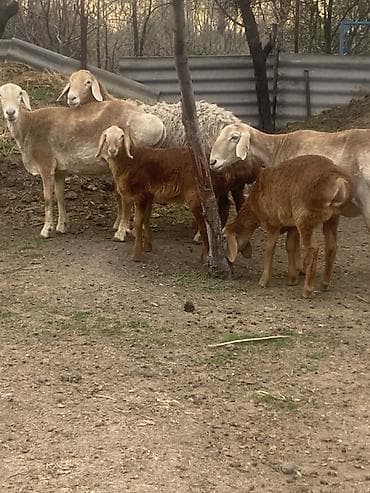 Продаю | Овца (самка) | Арашан | Для разведения | Матка — 3