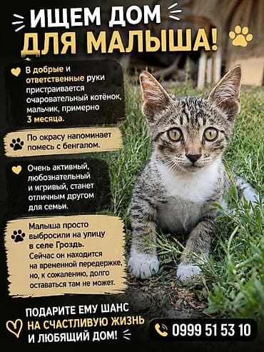 Мышык бекер берем: Мышык бекер берилет: Бенгал, 3 айлык, Эркек, Аргын — 1