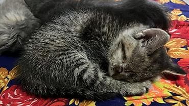 латок для котят: 2 месяца, Девочка — 1