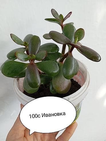 купить комнатные цветы в бишкеке дёшево: Толстянка (денежное дерево), компактный куст в горшке. - Сочный — 1
