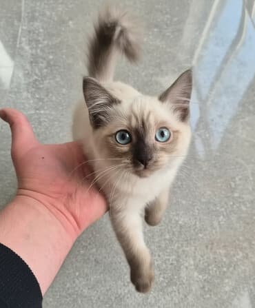 сколько стоит кошка шиншилла: Ищу самые добрые ручки в Бишкеке для девочки, которую мы нашли! — 1