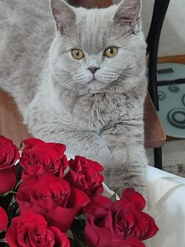 Животные: 🐱 Продается британский короткошерстный котик Лео. Возраст: 7 месяцев — 1