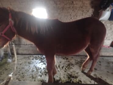 дойних коров: Продаю | Жеребенок | Для разведения | Племенные — 4