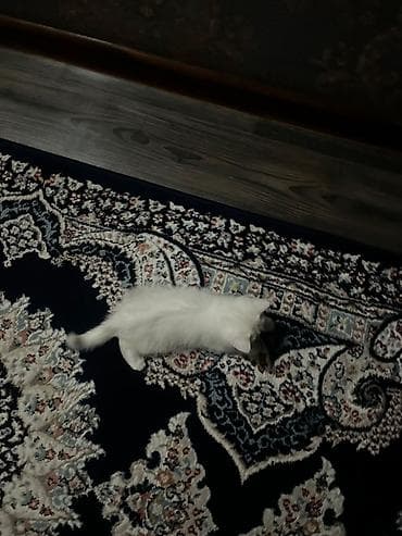 шотландский кошка: Скотиш Страйт (Шотландская прямоухая), 2 месяца, Мальчик, Белый — 3