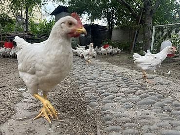 Животные: Продаю | Куры, Петух, Цыплята | Домашняя | Несушки — 2