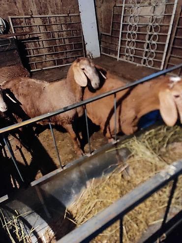 союш кой: Продаю | Овца (самка) | Для разведения — 1