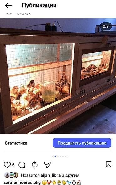 мал кой: Брудер/клетка для выращивания цыплят и другой птицы - Просторная — 10