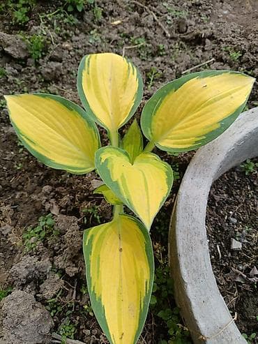 гулдор роза: В наличии много разной хосты, спрашивайте. есть подешевле — 5