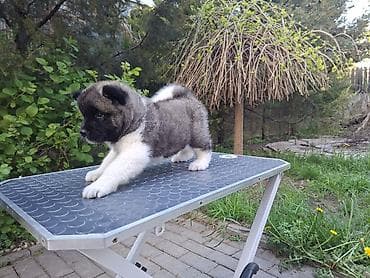 продам собаку объявление sobaka: 3 месяца, Самка, С родословной — 9