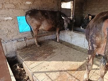 осеменение коров: Продаю | Корова (самка) | Полукровка | Для молока | Привязанные — 1