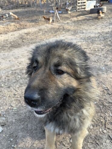 продам щенка овчарки: Щенки Кавказкой овчарки.больше месяца. Прививка еще не сделано — 4