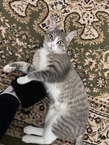 корм для котят: Мальчик, Приучена к лотку, Проглистована, С прививками — 1