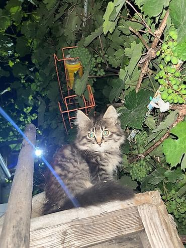 животные кошка: Отдадим котят в добрые руки, 4 котенка — 4