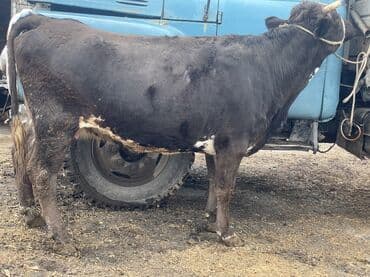 продаю в связи с переездом: Продаю | Корова (самка) | Алатауская, Швицкая | Для разведения, Для молока | Племенные, Осеменитель, Стельные — 1