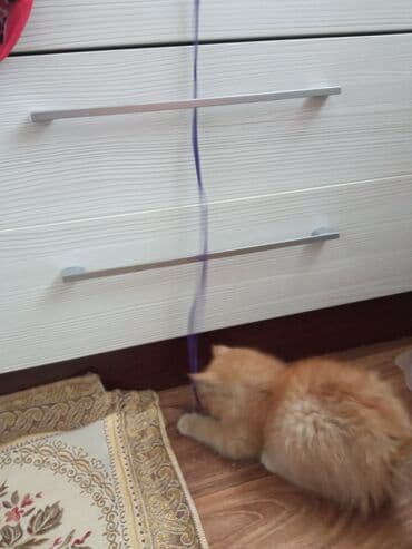 питомник кошек: Рыжий пушистый котёнок, нашли сегодня на улице, себе не можем — 2