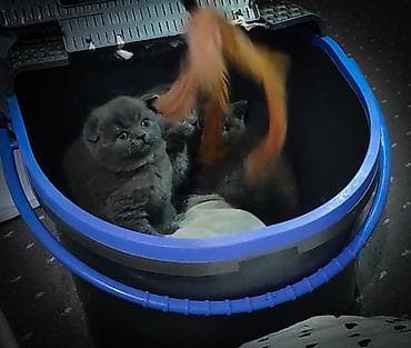 Мышыктар сатылат: Шотландские плюшевые мальчишки,фолд и 2 страйта.Возраст 1.5 — 9