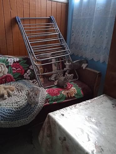 кошка серый: Отдадим котят в добрые руки бесплатно! Котятам около месяца, возможно — 2
