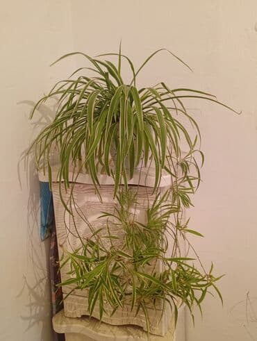 растения для аквариума: Хлорофитум (Chlorophytum comosum) в горшке - Разновидность — 2
