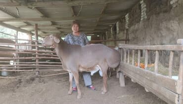 Айыл-чарба жаныбарлары: Сатам | Кочкор (эркек) | Арашан | Көбөйтүү үчүн | Асыл тукумдуу, Жасалма жол менен боозутуу — 1