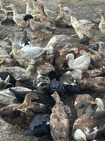 приют для собак: Утки 70 голов — 5