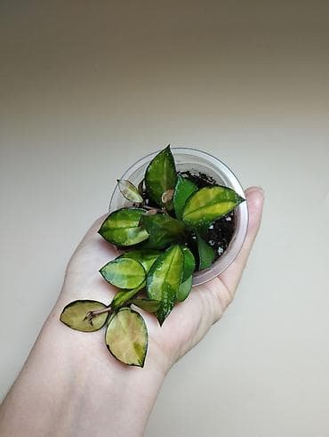 Сморчки: В продаже 🌿 Piper Sylvaticum, hoya Lacunosa Asami inner var — 2