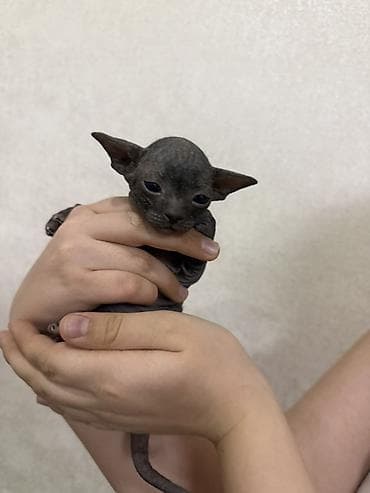 кел кел: Сфинкс, 1 айлык, Эркек — 8