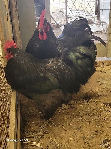 токмок кошка: Молодые петушки Джерсийского гиганта 8-9 мес.(по 2500-00 сом) — 5