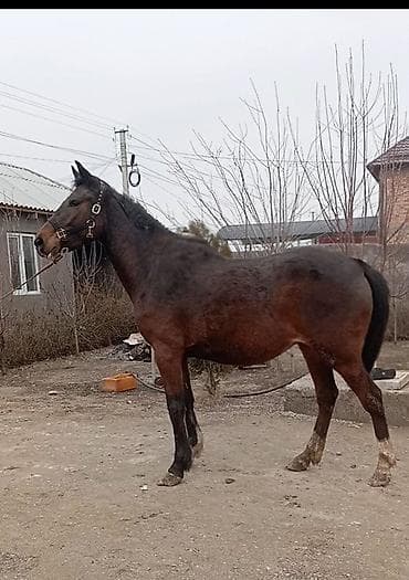 продаю овца: Продаю | Кобыла (самка) | Английская | Для разведения, Конный спорт | Племенные, Мерин — 2