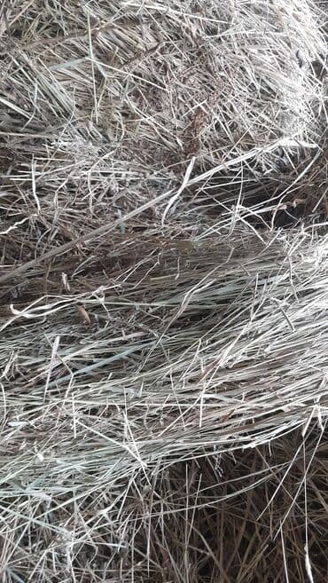 для кур несушек: Тоо чоп сатылат, 150 тук бар баасы 350сом. Район ж/м Ак-бата. номер — 3