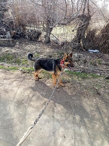 собаки пудель: Немецкая овчарка, 8 месяцев, Самец, С прививкой — 1