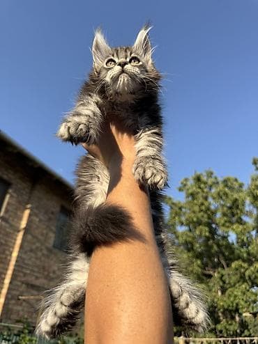 шпиц: фото цена: Мейн-кун, 2 месяца, Мальчик, Приучена к лотку, Проглистована, С документами — 9