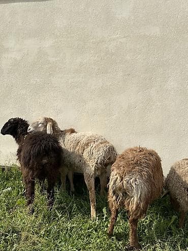 тук сена: Продаю | Овца (самка) | Для разведения | Племенные — 1