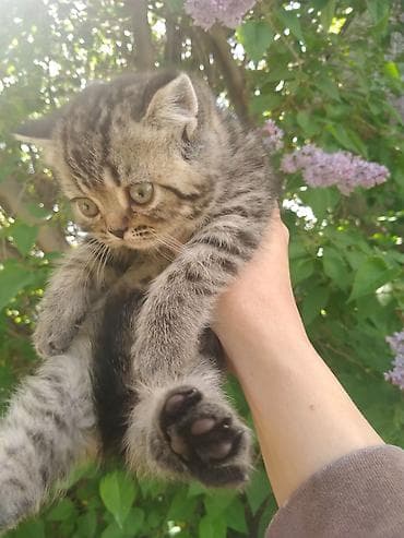 Продажа кошек: Котята скоттиш страйт, 2 девочки, к лотку приучены, едят все, 2 — 2
