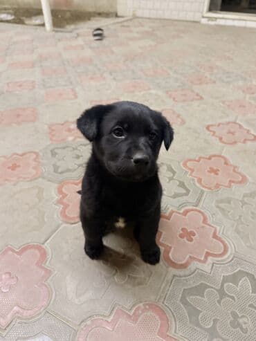 Ветеринар кызматы: Лабрадор-ретривер, 2 айлык, Ургаачы — 2