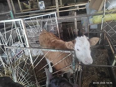 Башка жаныбарлар: Сатам | Уй (ургаачы) | Монбельярд | Сүт алуу үчүн — 4