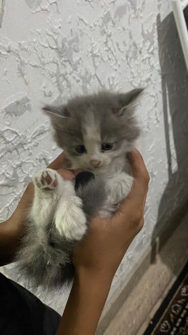 продажа щенков немецкой овчарки с документами в бишкеке: Котята серо-белого окраса - Возраст: на фото — малыши одного помёта — 1