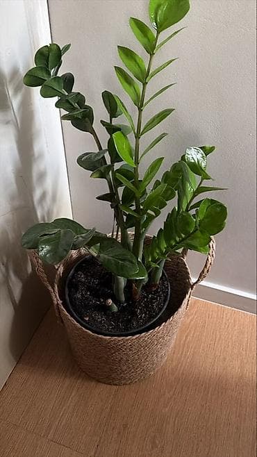 черный замиокулькас: Замиокулькас (ZZ-plant) в декоративном кашпо - Домашнее комнатное — 1