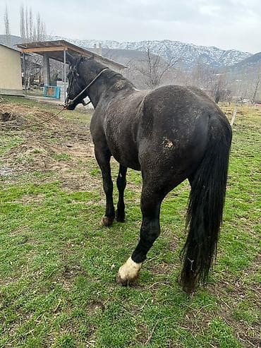 Айыл-чарба жаныбарлары: Сатам | Байтал | Жумушка | Асыл тукумдуу — 3