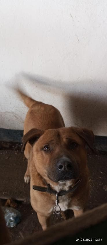 собака жалал абад: Ит бекер берилет: Амстафф, 2 жаш, Эркек, Эмделген — 2