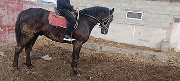 конь ат: Продаю | Конь (самец) | Рабочий | Племенные — 4