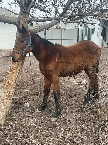 Зоотовары: Продаю | Кобыла (самка) | Кара Жорго | На забой, Рабочий — 3