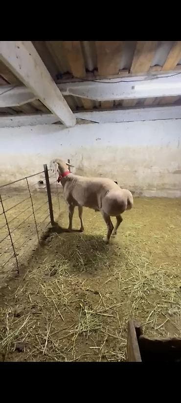 кыргыз и собака: Сатам | Кочкор (эркек) | Арашан | Көбөйтүү үчүн | Асыл тукумдуу — 2