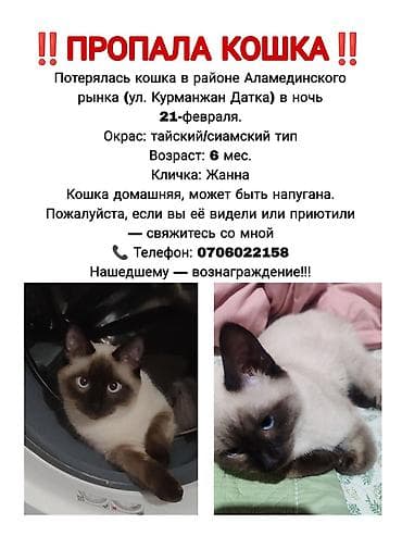 Птицы: Пропала : Тайская, Девочка — 1