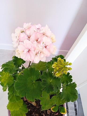 Комнатные растения в горшках: 1) Пеларгония (герань) с крупными