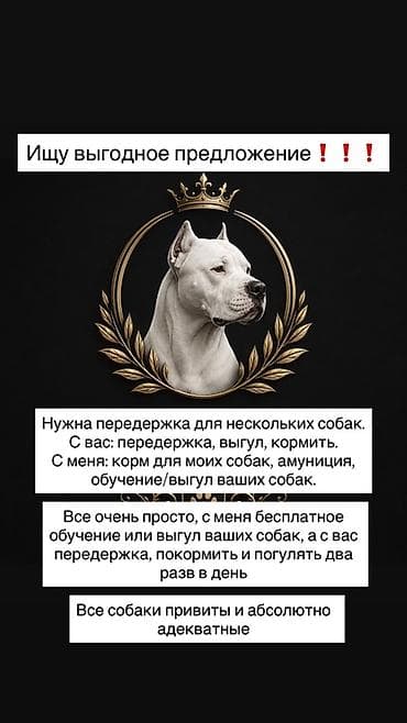 выгул собак: Предлагаю взаимовыгодное сотрудничество для владельцев собак — 1