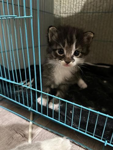 кошка тайская: Отдам в добрые ручки (бесплатно) породистые котята. мама-рэгдолл — 5
