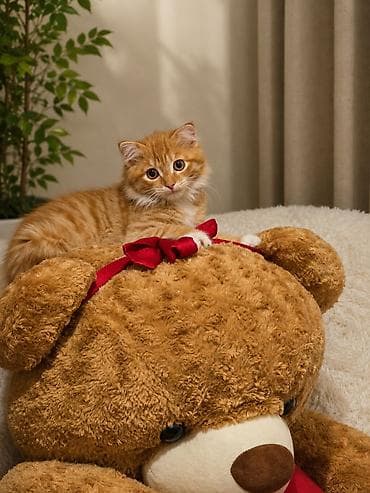 коён ош: Породасыз, 6 айлык, Эркек, Кызгыл сары — 1