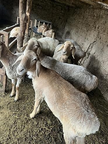 жаны асый: Сатам | Ургаачы кой (ургаачы) — 1