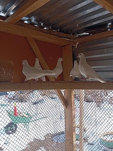 белый голубь: 5000ге берем баарын 6ШТ Бакин. (Жугоруго Алмашуу бар) — 4